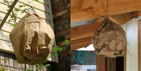 paper bag fake wasp nest|paper bag wasp trap.